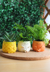 Pot Pals - Carrot, Radish, Pineapple